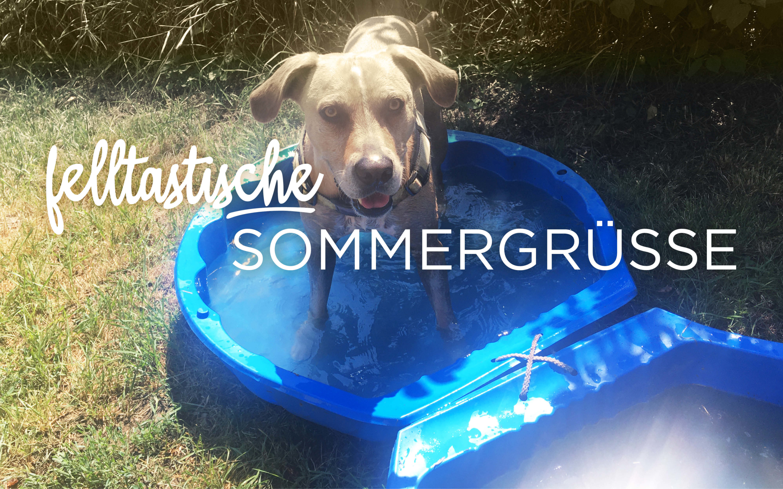 felltastisch_header2042x1280_sommer